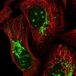 TTLL1 Antibody, Novus Biologicals 0.1mL; Unlabeled:Antibodies, Polyclonal